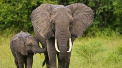 इस ताकतवर जानवर को पालने के लिए जरूरी होता है लाइसेंस, हाथी पालक पर मुकदमा दर्ज