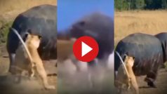 Sherni Aur Hippo Ki Ladai: हिप्पो से पंगा लेकर बुरी फंसी शेरनी, जान बचाना भी भारी पड़ गया- देखें वीडियो