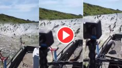 Viral Video: मछली पकड़ने नहर के बीच में पहुंच गए टूरिस्ट, तभी हुआ ऐसा हमला नानी याद आ गई | देखिए वीडियो