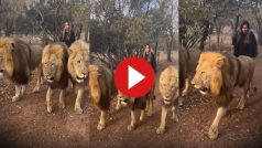 Sher Ka Video: तीन बब्बर शेरों को इशारे पर चलाती दिखी लड़की, जिधर मन किया उधर ही हांक दिया- देखें वीडियो