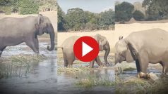 Hathi Aur Magarmach Ka Video: सूंड पकड़ते ही मगरमच्छ पर आगबबूला हो गया हाथी, लपेटकर पैरों से वहीं कुचलने लगा- देखें वीडियो