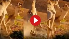 Sherni Ka Video: गई थी शिकार करने मगर जिराफ से मार खाकर आ गई शेरनी, हालत देख तरस आ जाएगा- देखें वीडियो