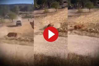 Wild Animal Video: शख्स को दौड़ा-दौड़ाकर पीटने लगा सांड, बचाने आए दोस्तों ने और मरवा दिया- देखें वीडियो