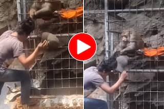 Bandar Ka Video: बंदर ने शख्स को दी ऐसी सजा हिल कर रह गया बेचारा, ऐसी हालत हुई सोच नहीं सकते- देखें वीडियो