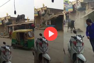 Viral Video Today: छत पर चढ़ तो गया मगर उतरना भूल गया सांड, फिर ऐसी छलांग लगाई हिल जाएंगे- देखें वीडियो
