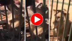 Sher Ka Video: पिंजरे में हाथ डालकर शेर को सहलाने लगा शख्स, अगले सेकेंड जो हुआ वहीं सूख गया- देखें वीडियो