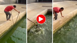 Magarmach Ka Video: रॉड के सहारे शख्स ने जकड़ ली मगरमच्छ की गर्दन, मगर अगले ही सेकेंड खेल पलट गया- देखें वीडियो