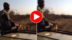 Sher Ka Video: जंगल की सैर पर निकले शख्स के पास आ धमका शेर, नजर पड़ते ही सूख गया- देखें वीडियो
