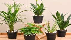 Air Purifying Plants Benefits : घर लगाएं ये एयर प्यूरीफाइंग प्लांट्स, सांस लेने की दिक्कत में आएगी कमी