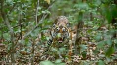 Bagh Ka Hamla: लकड़ी लेने गई महिला पर बाघ ने कर दिया हमला, वन विभाग के कर्मचारियों को मिला शव