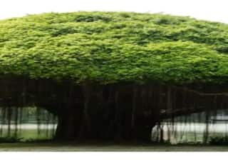 ये पेड़ हर लेगा आपकी हर समस्या, रोज जलाएं घी का दीपक