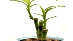 Indoor Plants for Positive: खूबसूरती के साथ पॉजिटिविटी लाते हैं ये इंडोर प्लांट्स, आज ही घर लें आए