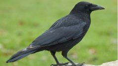 Crow in balcony : काला कौआ कुछ संकेत लेकर आता है, अगर समझना है उसका मतलब तो यहां करें क्लिक