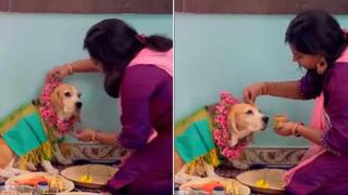Woman Performs Godh Bharai Rasam For Pregnant Pet Dog, Viral Video Is Too Sweet To Miss. Watch