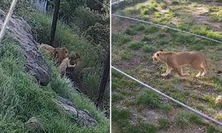 Viral Video: 5 Lions Escape From Sydney Zoo By Breaking Fence. Watch
