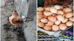 Viral: मुर्गी ने एक दिन 31 अंडे देकर बना दिया गजब का रिकॉर्ड, खूब खाती है मूंगफली और लहसुन