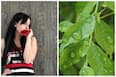 Curry Leaves Benefits: खाने का स्वाद ही नहीं बढ़ाता करी पत्ता, आपके बालों का भी रखता है ख्याल, बढ़ा देता है खूबसूरती