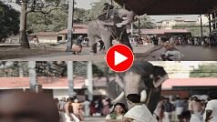 Hathi Ka Video: दूल्हा-दुल्हन के फोटोशूट को देख बुरी तरह चिढ़ गया हाथी, मौके पर ही कर दिया अटैक- देखें वीडियो