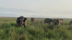 Viral: खेतों को हाथियों के खतरे से बचाने के लिए किसानों ने की प्लानिंग, चारों ओर खोद ली 20 फुट गहरी खाई