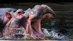 Colombia to Send Pablo Escobar's Hippos to India, Mexico. Read Full Plan Here