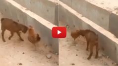 Animal Fight Video: बकरे से भिड़ गया छोटा सा मुर्गा, फिर जो हुआ बार-बार देखेंगे | देखिए ये वीडियो