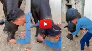 Funny Video: लड़के ने भैंस के मुंह पर लगा दी गोरा होने की क्रीम, दिखा ऐसा नजारा खुद ही भाग गया | देखिए वीडियो