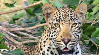 Greater Noida: Leopard Spotted At Ajnara Le Garden Society Of Greno West | WATCH VIDEO