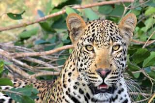 WATCH: Leopard Enters India From Pakistan By Crossing International Border; Locals Alerted