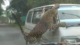 Leopard on Loose Injures 15 People in Assam's Jorhat, Dramatic Videos Erupt