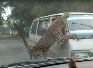 Leopard on Loose Injures 15 People in Assam's Jorhat, Dramatic Videos Erupt