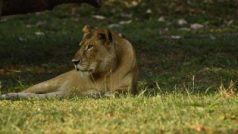 OMG! इटावा के लायन सफारी में लकवाग्रस्त शेरनी तेजस्विनी की मौत, खाना भी छोड़ दिया था