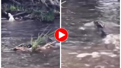 Magarmach Ka Video: पानी में फंसे बाज की मगरमच्छ ने पकड़ ली टांग, फिर जो हो गया अंदर तक हिल जाएंगे- देखें वीडियो