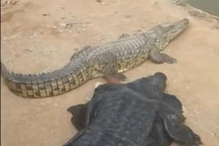 'This Magar Is Too Much': Man Wears Crocodile Costume, Teases The Real One; See What Happens Next