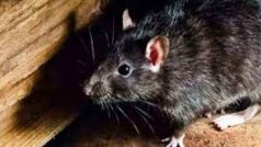 चूहे की हत्या मामला: फॉरेंसिक परीक्षण में चूहे की मौत का कारण 'फेफड़े का संक्रमण' निकला