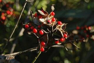 This Plant Can Cause Death by Releasing Toxins as Dangerous as Viper Snake