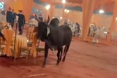 खुले सांड ने शादी के मंडप में मचाया बवाल, लोग अपनी धोती- साड़ी उठाकर हुए फुर्र