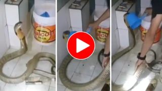 Viral Video: Man Gives Thande Thande Paani Ka Bath To Venomous Snake. Watch