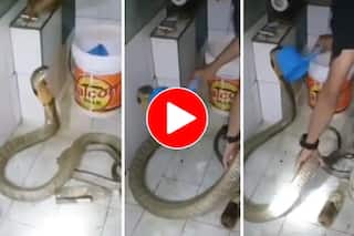 Viral Video: Man Gives Thande Thande Paani Ka Bath To Venomous Snake. Watch