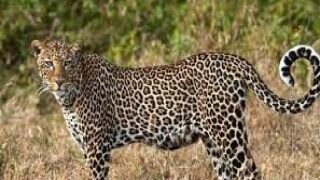तेलंगाना में एक और तेंदुआ तेज रफ्तार वाहन की चपेट में आया, हुई मौत