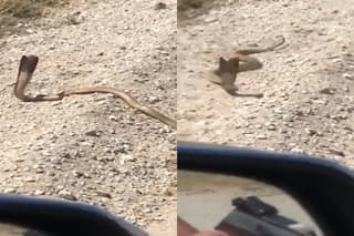 Viral: Cobra Charges At Man After Dodging 2 Gunshots, Leaves Internet Stunned