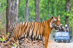 Wildlife Tourism: बुंदेलखंड बनेगा वाइल्ड लाइफ टूरिज्म का हब, कई दिशा में प्रयास कर रही यूपी सरकार
