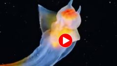 Viral Video Today: समुद्र में चमकते हुए विचित्र जीव को देख हिल गए लोग, नजारा ऐसा कि होश उड़ जाएंगे- देखें वीडियो