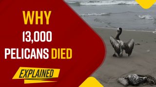 Flu Outbreak: At least 13,000 Pelicans Have Died, Peruvian Authorities Warn Of Deadly Outbreak On Avian Flu | Watch Video