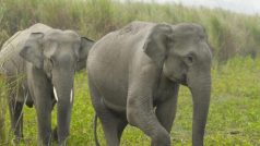 अकेले हाथी ने मचा दिया तमिलनाडु के क्षेत्रों में उत्पाद, अब धर-पकड़ में जुटा वन विभाग