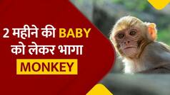 घर में सो रहे 2 महीने के मासूम को छत पर उठा ले गया बंदर, फिर फेंका नीचे, हुई मौत |Watch Video