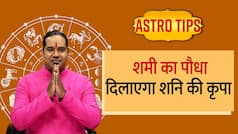 Astro Tips: शनि को प्रिय है शमी का पौधा, ज्योतिष गुरु से जानें घर में लगाने की विधि और फायदे | Watch Video