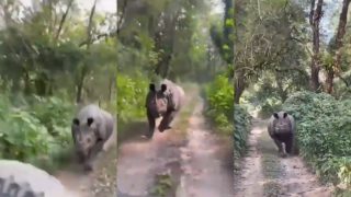 'Rhino Got No Chill?': Video of One-horned Rhinoceros Chasing a Tourist Vehicle Leaves Netizens Shocked | WATCH