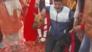 Tommy Weds Jaily: Dogs Get Hitched in UP's Aligarh With Music, Dance, Pheras. Viral Video Here