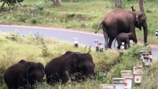 Viral Video: Mother Elephant Teaches Little One To Cross Road, Netizens Say 'Mother Is The Best Teacher' - WATCH