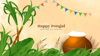 Pongal 2023: Date, Significance And Everything Else You Need to Know About 4-Day Harvest Festival